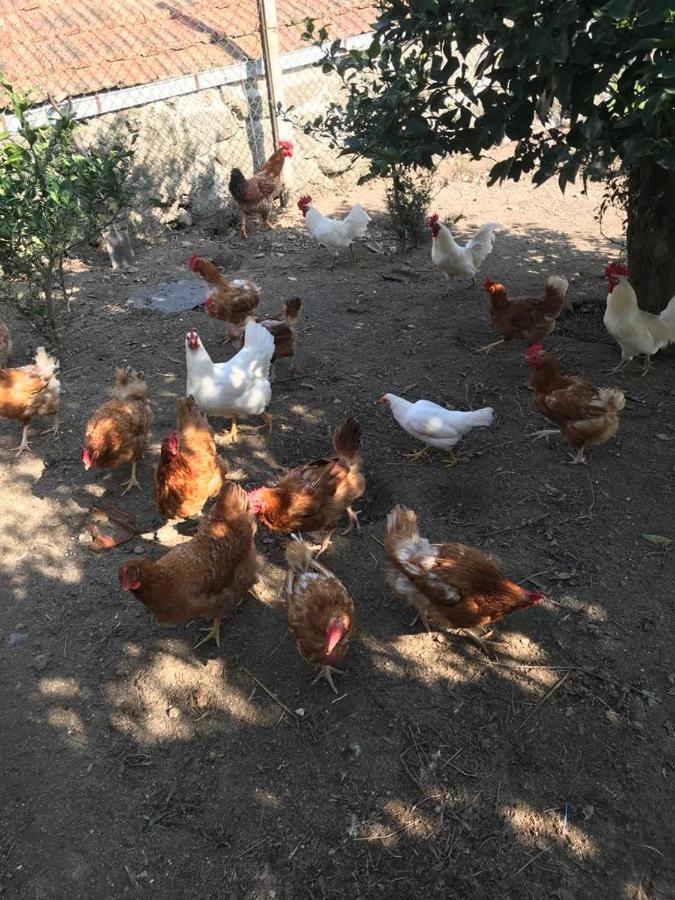 Quinta De Varzielas - * Castelo de Paiva